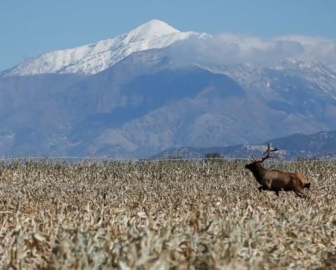 Reuters – Wildlife diseases poised to spread northwards as climate changes: study