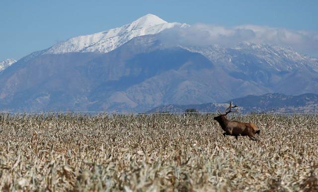 Reuters – Wildlife diseases poised to spread northwards as climate changes: study